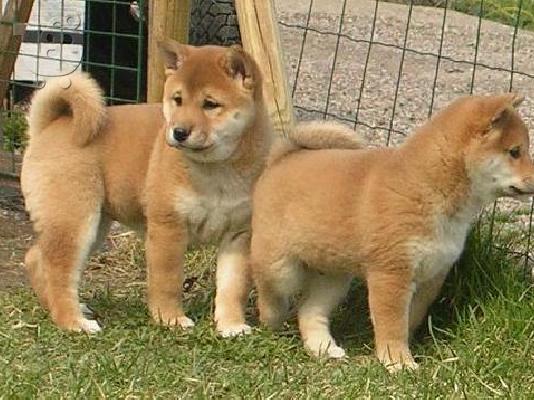 PoulaTo: SHIBA Inu καθαρόαιμα επιλογής